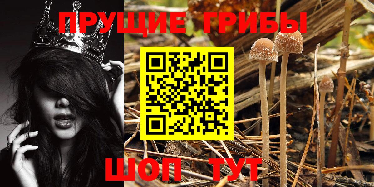 Череповец  Псилоцибиновые грибы Psilocybe  Вход с VPN 